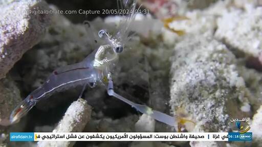 Capture Image Al Rafidain TV HD 10727 H